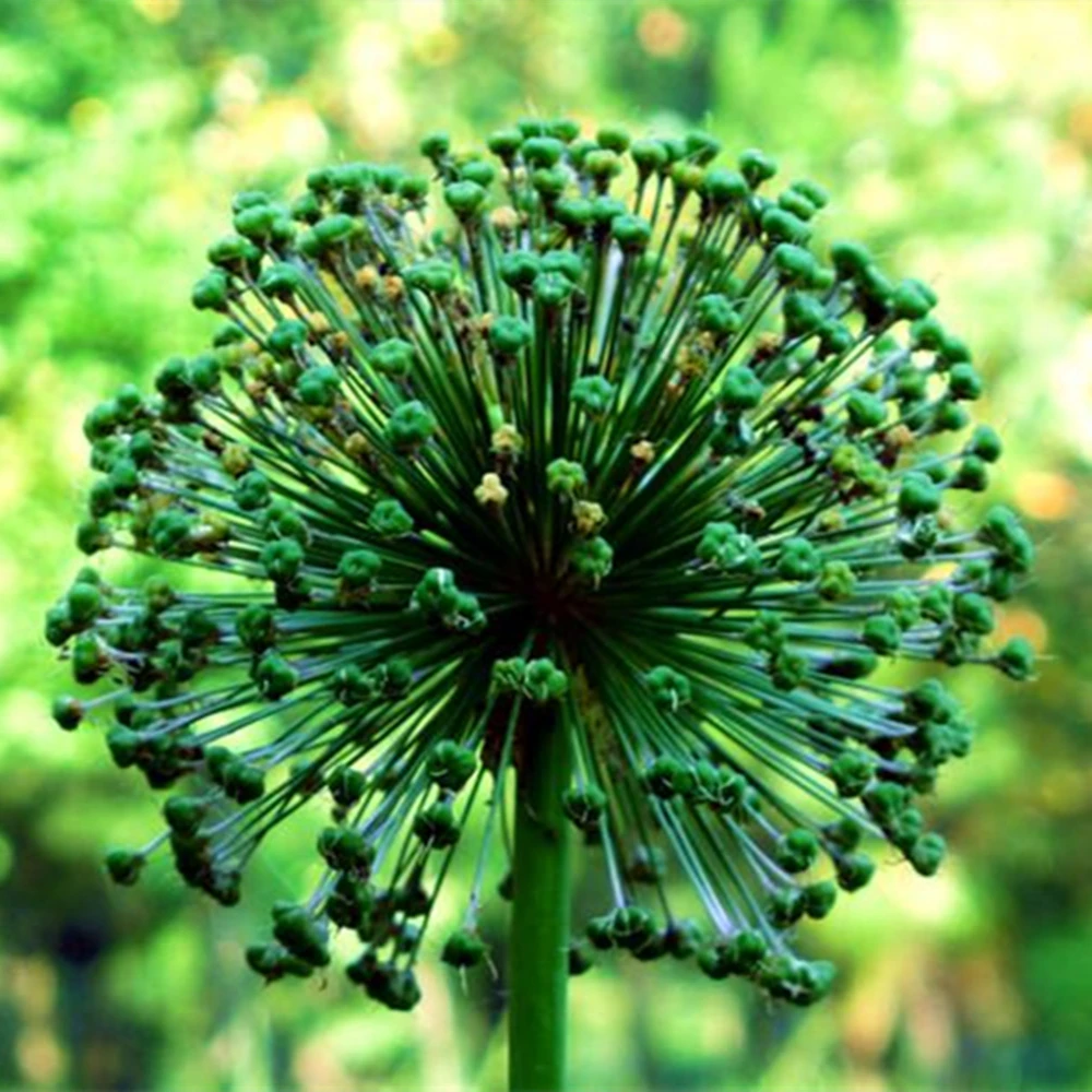 

100Pcs Colored Giant Allium Giganteum Doughs Rare Allium Organic Gorgeous Flower Potted Garden ceramics Tool QHC-11