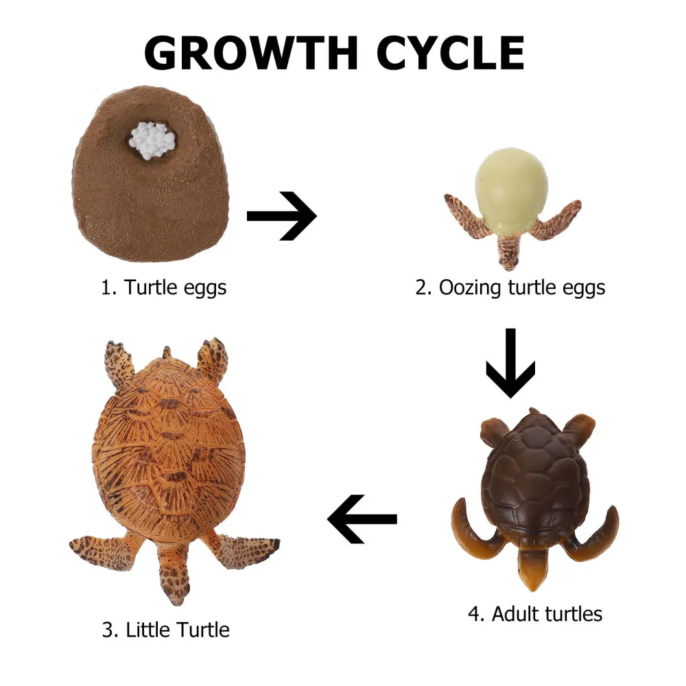 

1 set of Turtle Growth Cycle Models Early Education Toys Turtle Cognitive Model