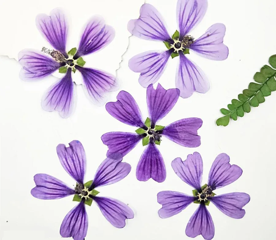 60 шт. прессованный высушенный цветок Malva Sinensis Cavan гербарий из растений для