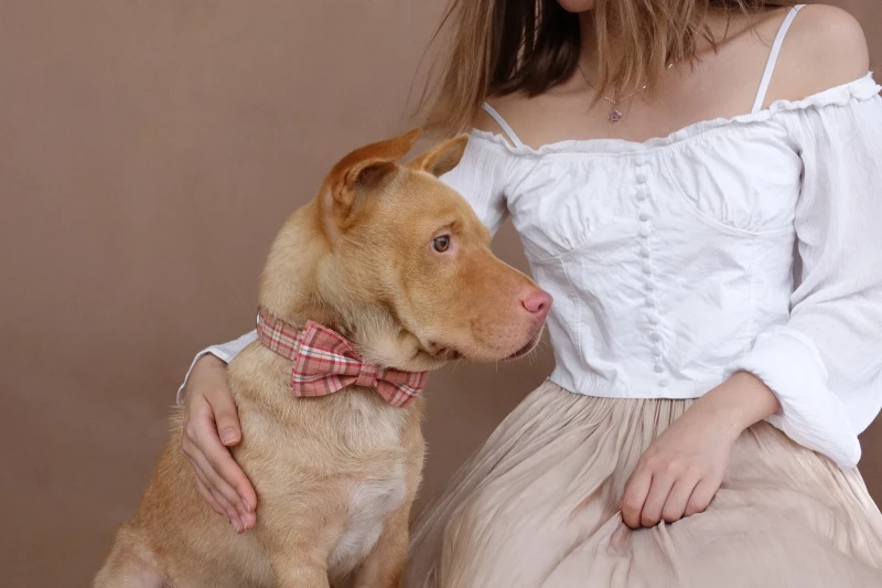 

YourKith Dog Collar And Leash Polyester Dog Harness And Leash Set Orange Plaid Polyester Adjustable Collar