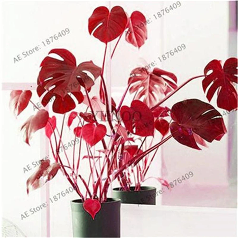 

100Pcs Rare Palm Turtle Leaves Doughs Plant Monstera Garden Vegetables ceramics Tool ZLGY-T