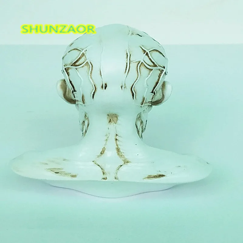 Смола моделирование мышц черепа Скелет человека анатомический модель скелета