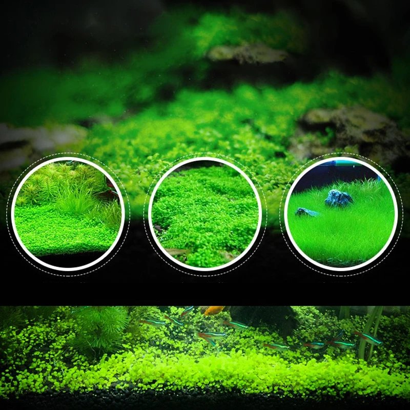 

Aquarium Plant Seeds Aquatic Double Leaf Carpet Water Grass Fish Tank Décor