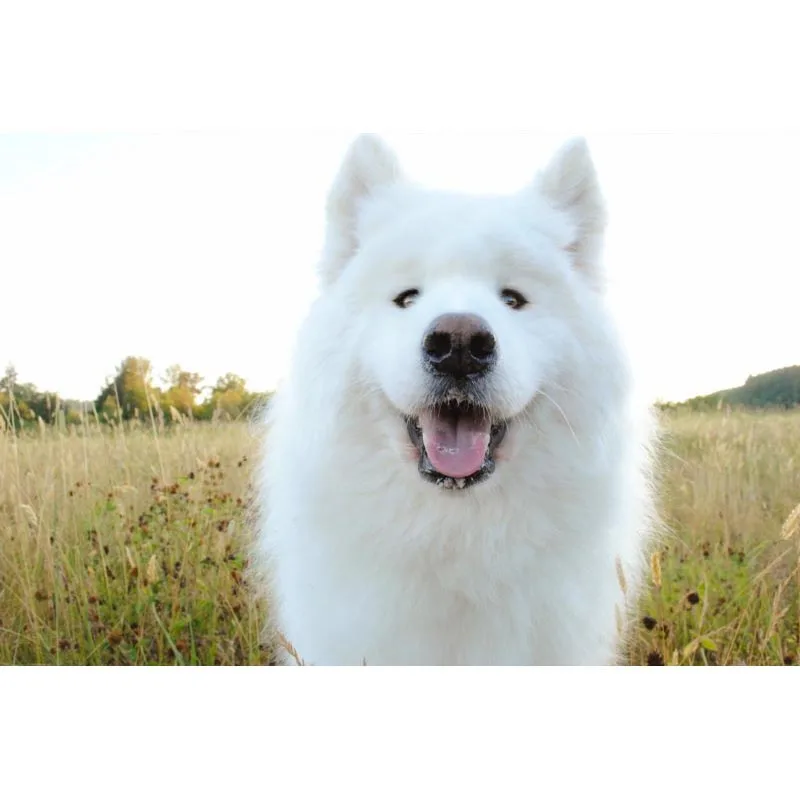 

New Arrival Samoye Dog Canvas Poster Custom Canvas Fabric Painting Poster Home Decor Cloth Fabric Wall Art Poster