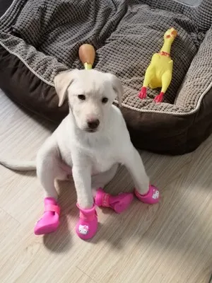 Hello kitty Pet непромокаемые сапоги для собаки для маленьких собак водонепроницаемые сапоги щенок плюшевая обувь