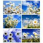 Картина 5d сделай сам, квадратная, с изображением цветка маргаритки, для вышивки крестиком, с изображением неба