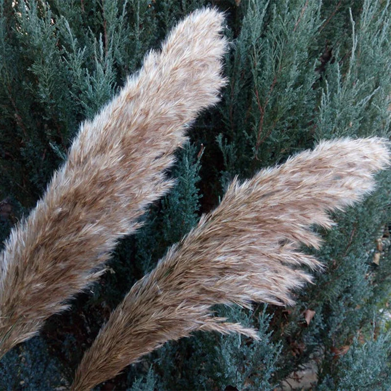 Пампасы белые для свадебного использования декоративные пампасы цветы букеты