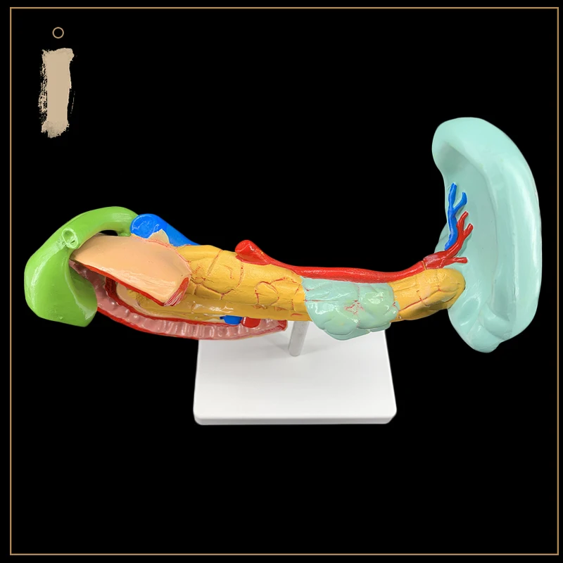 Больная поджелудочная железа селезенка печень желчный пузырь и duoцатиперстной