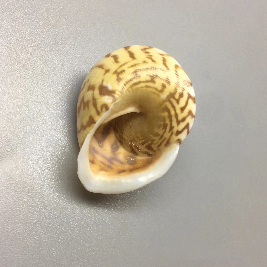 

Natural shells, conch, selected best collections, hermit crab replacement shell ornaments, aquarium snail shell