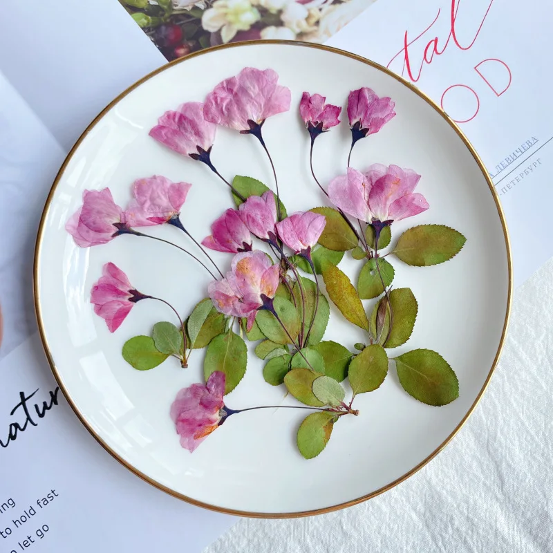 

12pcs Dried Pressed Flower Natural Begonia With Leaves For Epoxy Resin Pendant Necklace Jewelry Making Craft DIY Accessories