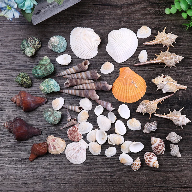 Ландшафтные украшения естественные ракушки Conch подарок аксессуары для аквариума