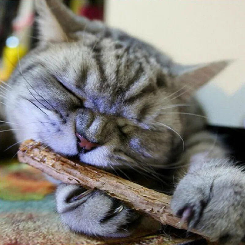 

5pcs / Lot Actinidia Polygama Pure Natural Catnip Pet Cat Snacks Sticks Cleaning Tooth Cat Toys Matatabi Cat Snacks Sticks
