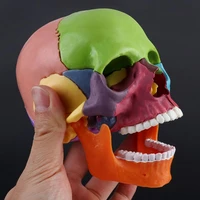 1 color skull 4d disassembled included 15 pcs parts anatomical model detachable teaching tool lifesize 12 replica