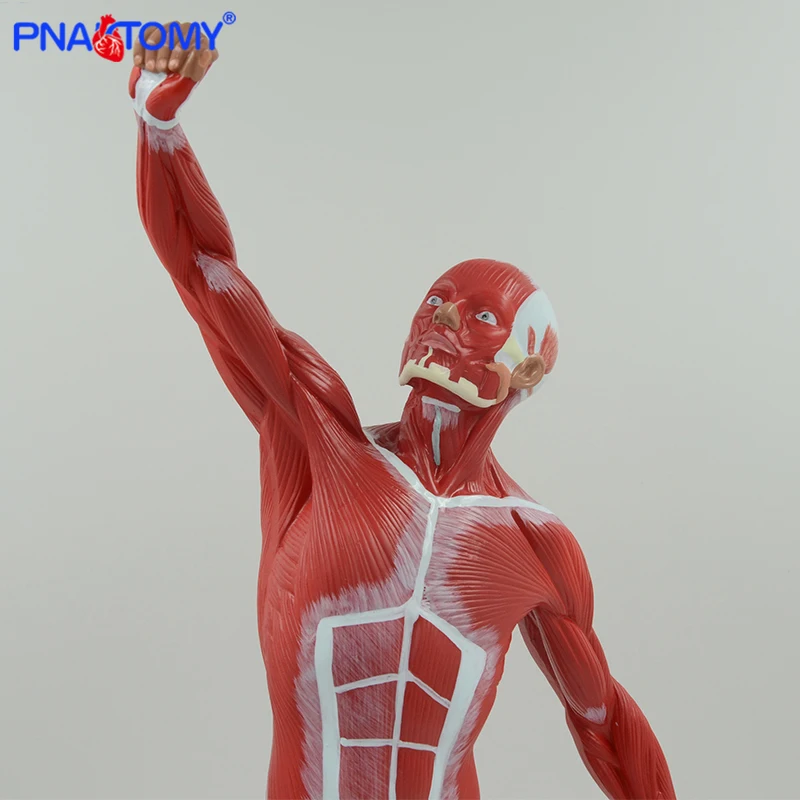 Muscular Figure Model Human Muscle Anatomical Model Artistic Sketches Tool Gym Decoration Medical Student Educational Equipment