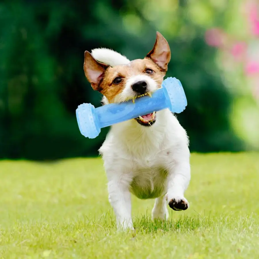 Для животных из ТЭП собаки кусание жевания молярная утечка пищевая охлаждающая