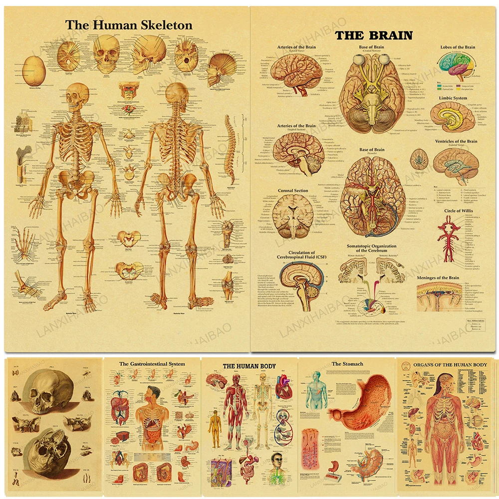 

The Body Structure Skeleton Nervous System Vintage Poster Decoracion Painting Wall Art Kraft Paper Wall Stickers