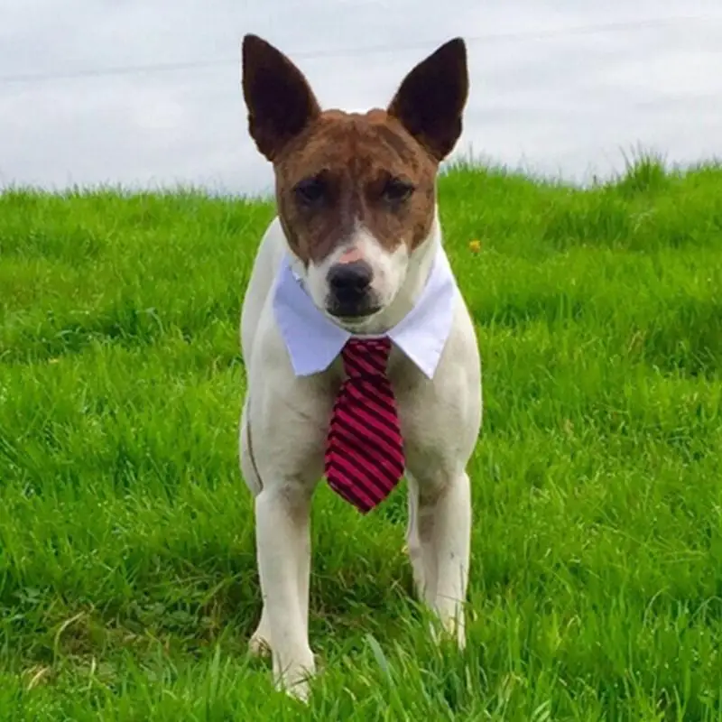 Регулируемый полосатый воротник ожерелье галстук классические аксессуары для