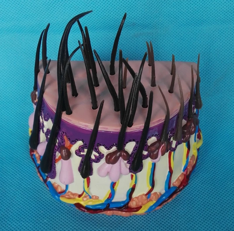 Структура кожи человека анатомическая модель увеличения волосяного фолликула