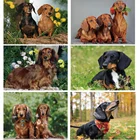 Полный, круглая, квадратная дрель 5D DIY такса алмазная живопись животные Алмазная вышивка собаки милое животное ручной вышивки крестом декор искусство