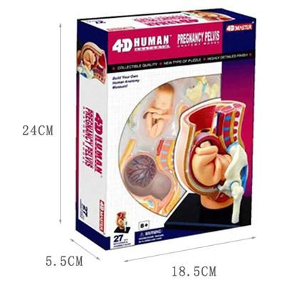 4D пазл в сборе игрушка модель человека для беременных детская медицинская