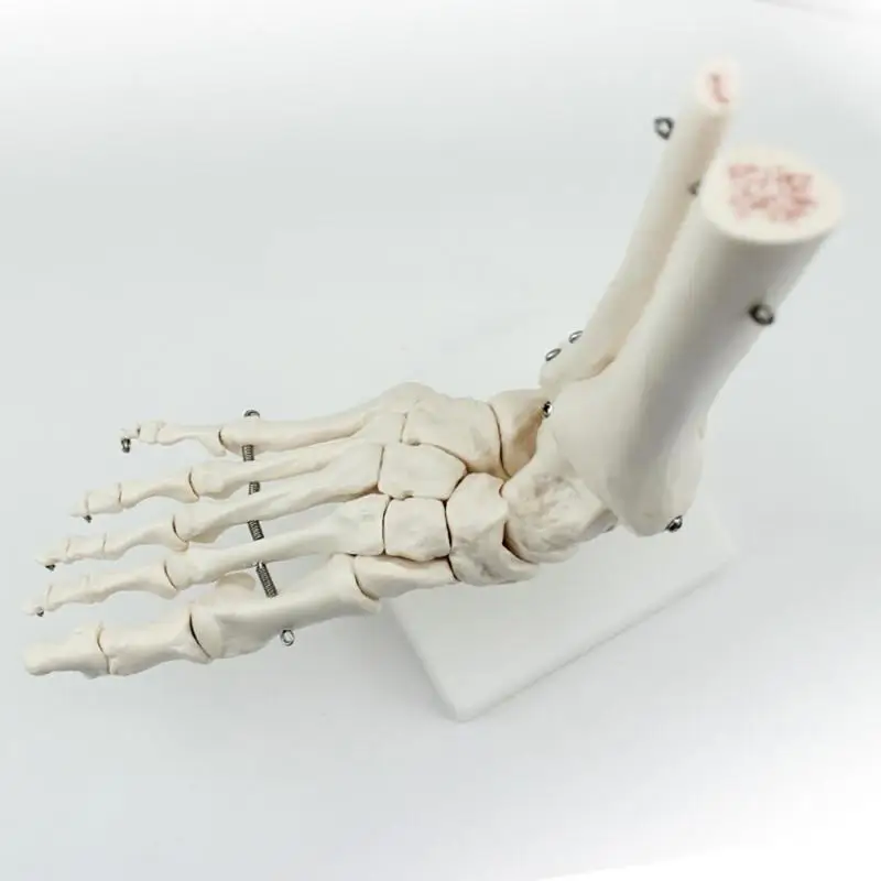 Life Size joints and bones of foot anatomy Human Foot Ankle Model with shank bone Anatomical Models |