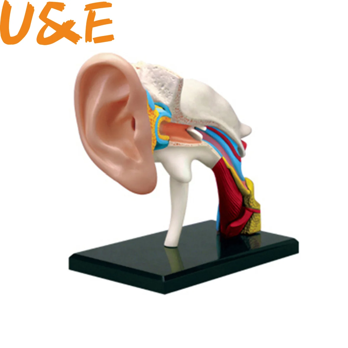 

Human Ear Anatomical Model Medical Teaching Model