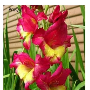 15 Ngryise 10 шт набор Vaniot Houtt gladiolus лампочка - Цвет: 15