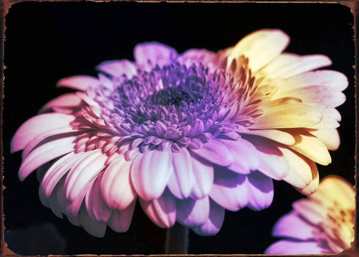 

nonbrand Garden Flower Tin Sign Metal Sign Decor Wall Sign Wall Poster Retro Vintage