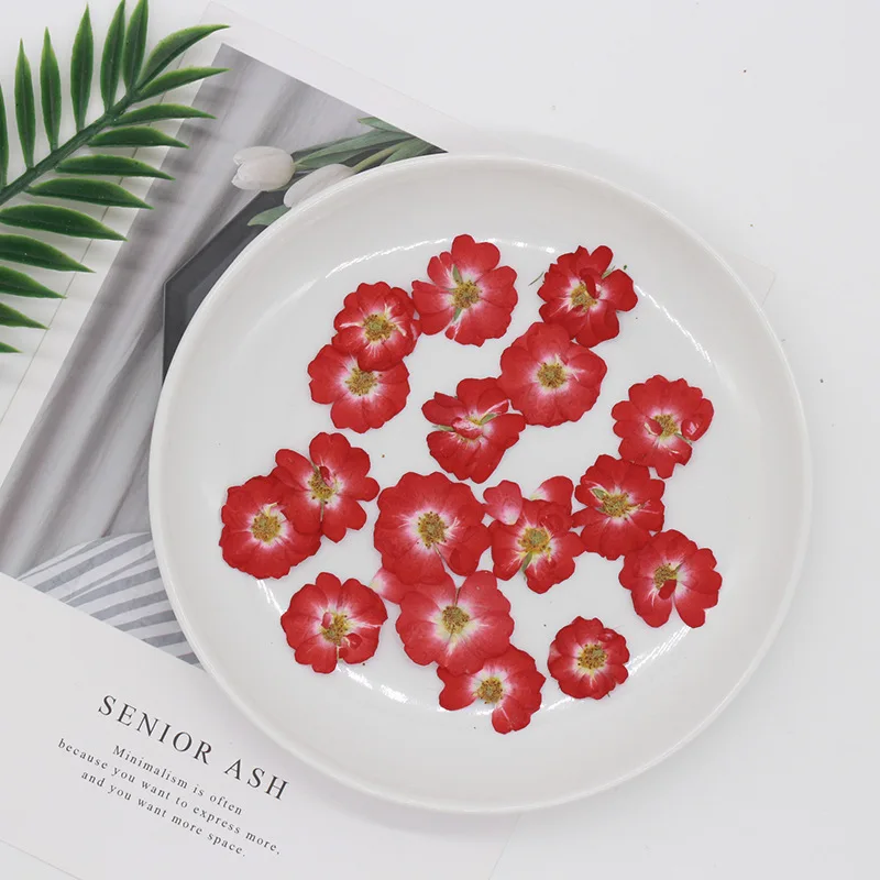 60 шт. прессованный высушенный китайская роза цветок растения гербарий для