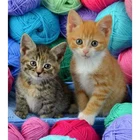 Алмазная живопись 5D сделай сам, живопись с животными, картина с двумя котятами, квадратнаякруглая Алмазная вышивка крестиком, украшение для рукоделия WG2926