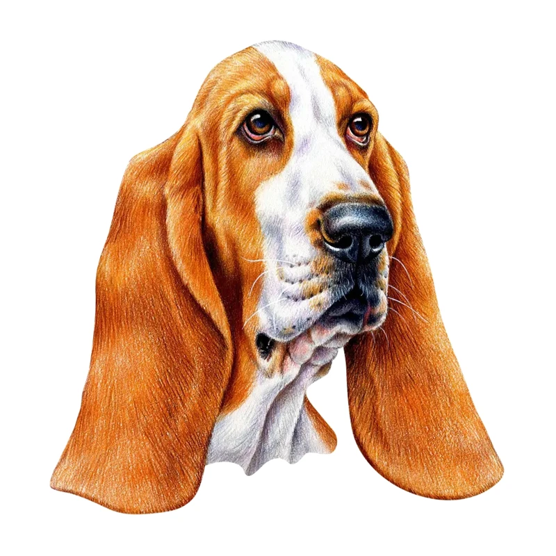 

Печатный самоклеющийся наклейки на авто БАССЕТ ХАУНД водонепроницаемые наклейки на машину стикер этикеты наклейки стайлинга автомобилей украшения на бампере автомобиля заднее стекло