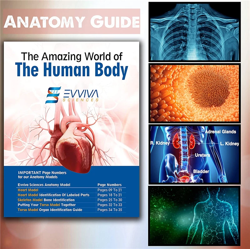 Модель S keleton 3 шт./компл. 45 см + модель сердца 20 торса 30 практичная медицинская 3D