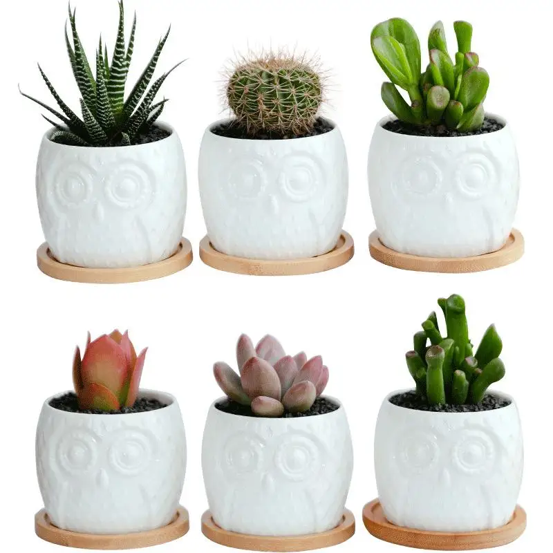 

6 Pcs/Set Ceramics Flower Pot White Porcelain Succulent Flowerpot Owl Flowerpot Ornaments Export Ceramic Flowerpot Anti-Skidding