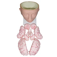 brain model human head with brain anatomy and blood vessel coloring model teaching aids student learning demonstration model