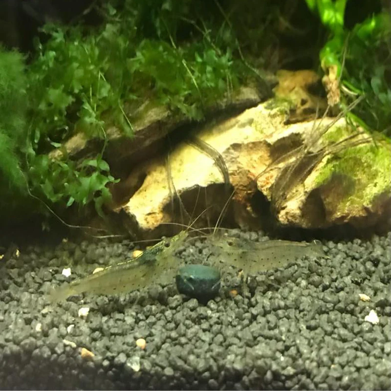 100 штук хлопьев спирулины концентрированная рыба Хрустальная и креветка любимая