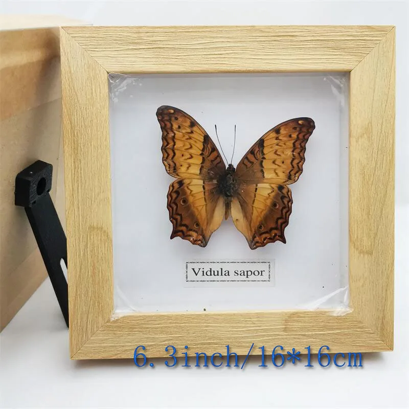 Fixed Spread Wings Butterfly Real Specimens Photo Frame Indoor Decoration Home Decorations Insect Sample Figurines Desk Decor | Дом и сад