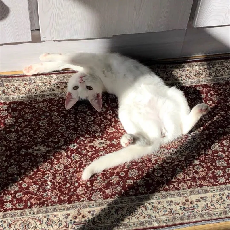 Длинный коврик для ванной напольный домашний уютный абсорбирующий спальни