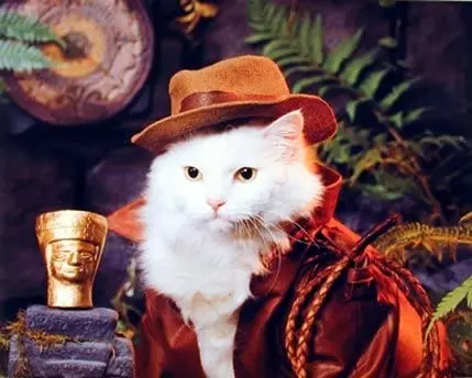 

Children's art poster with "Indiana Jones cat" and room wall decoration