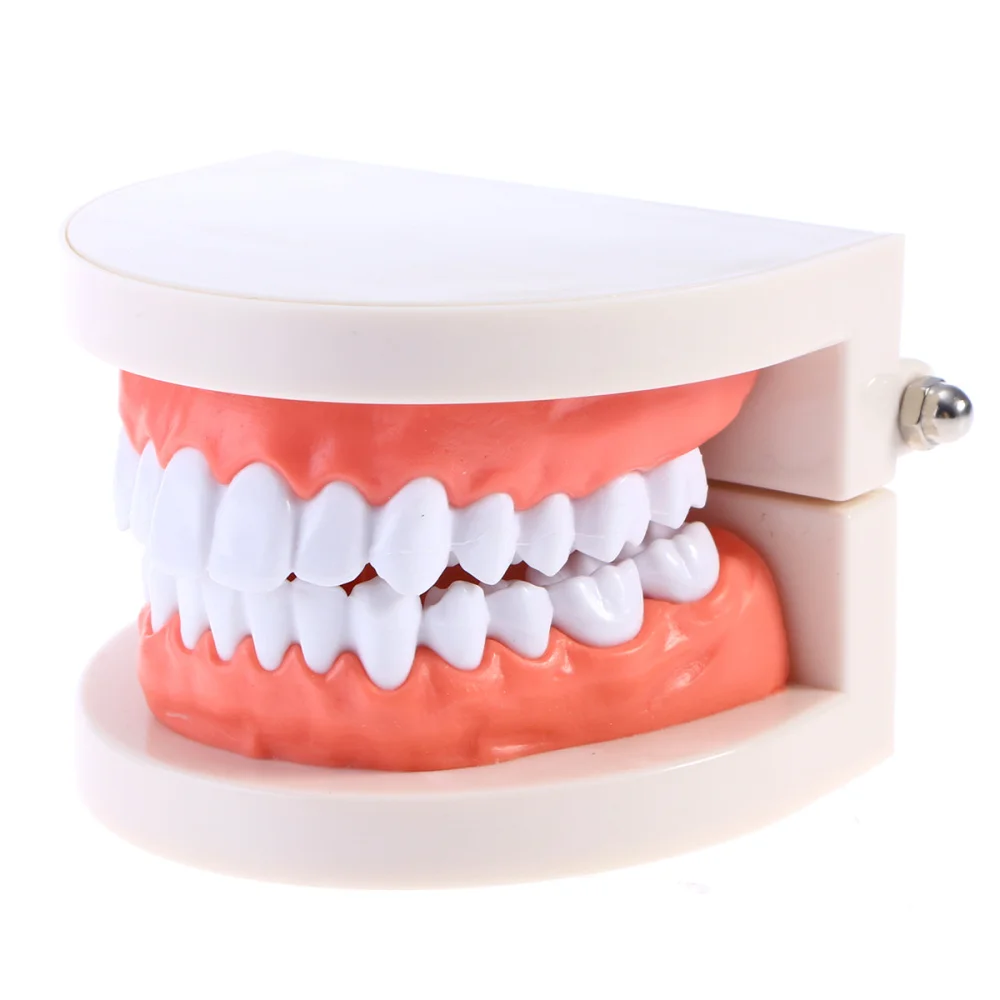 

Teeth Model Standard Teaching Study Typodont Demonstration Tool