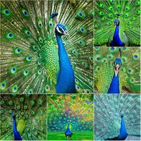 5d diy diamond painting full square round drill peacock diamond embroidery animal scenery cross stitch home decor manual gift