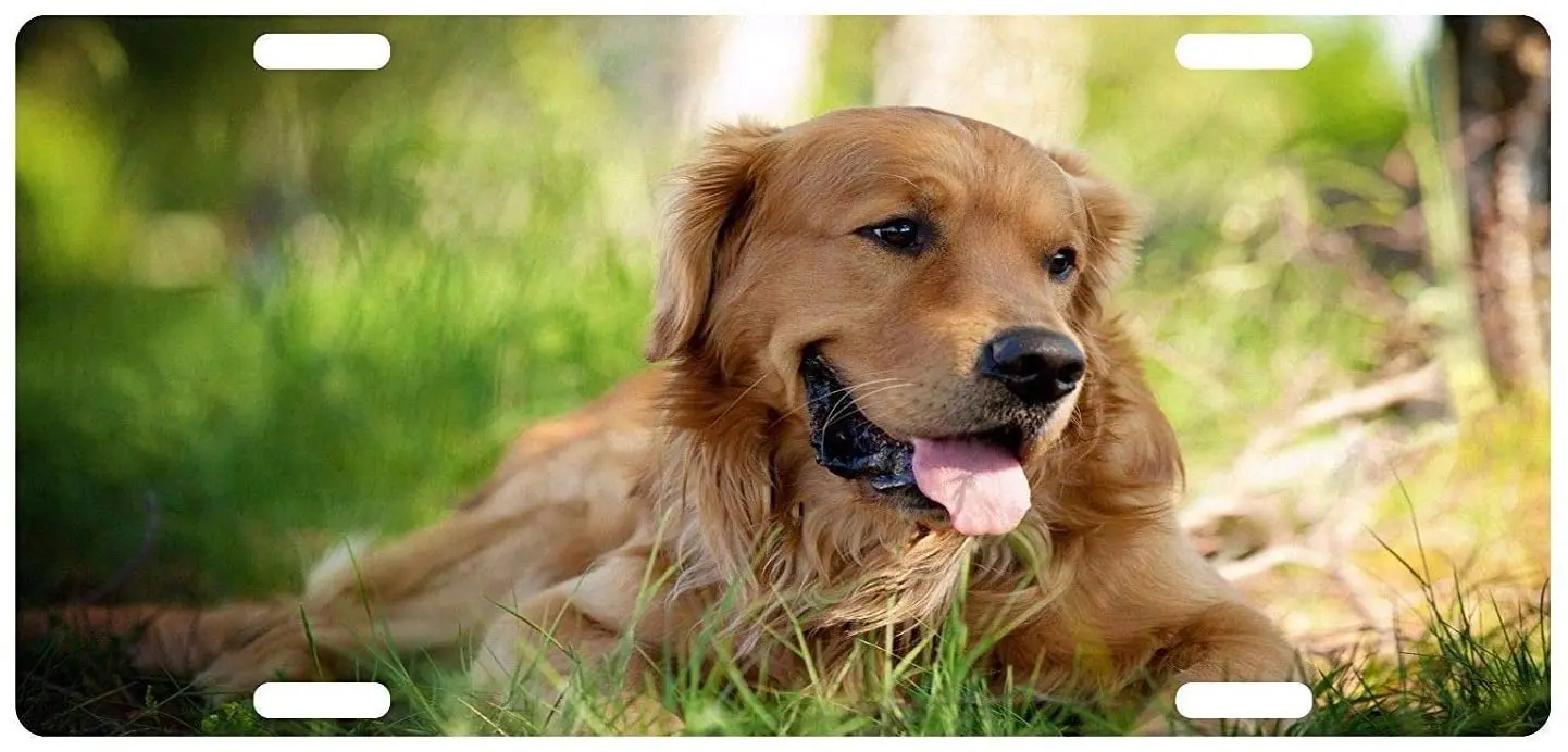 

yunsu Golden Retriever Dog Canine Breed Emblem Grass License Plate,car Decor Personalise Tag,Novelty Car Front License Plate