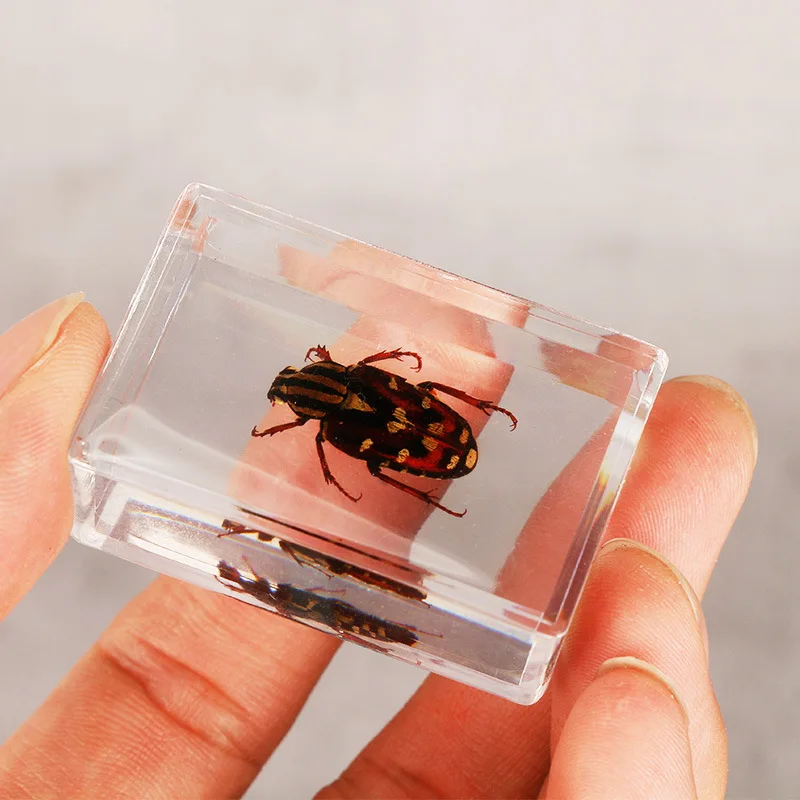 Разнообразные искусственные образцы прозрачная смола поделки для обучения и