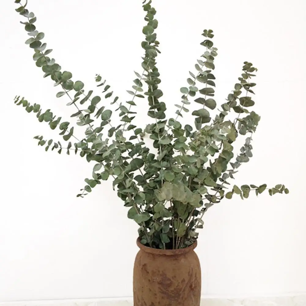 

10PCS Natural Dried Flowers eucalyptus branches large forever party Fresh flowers flowers Eucalyptus Home Leaf immortal Dec G6T1