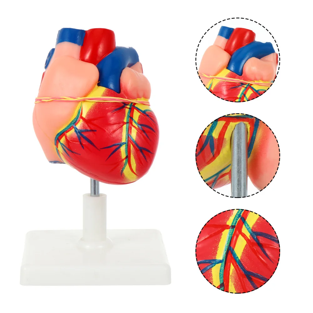 

1 Set Vivid Human Body Heart Model Heart Anatomical Model with Removable Base