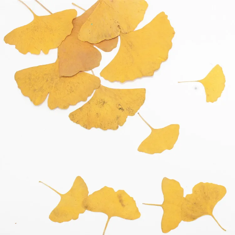 Настоящий цветок Ginkgo листья искусственная эпоксидная смола фоторамка с