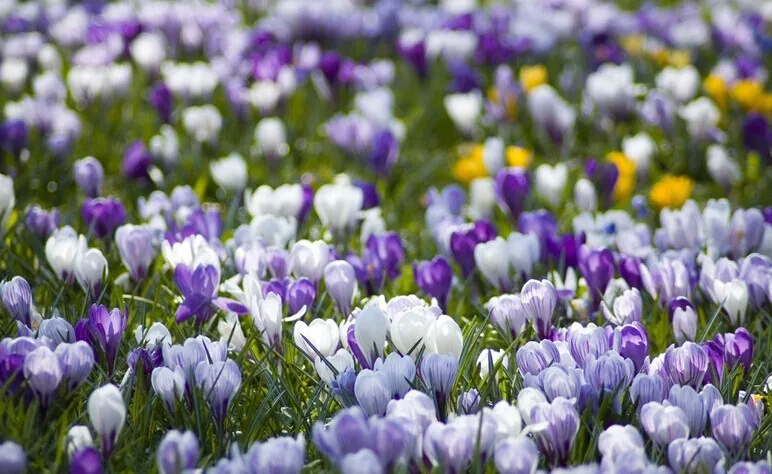 Крокус sativus Цветочные растения-50 шт домашний сад бонсай DIY растение Semillas de flores цветы Plantas фиолетовый белый
