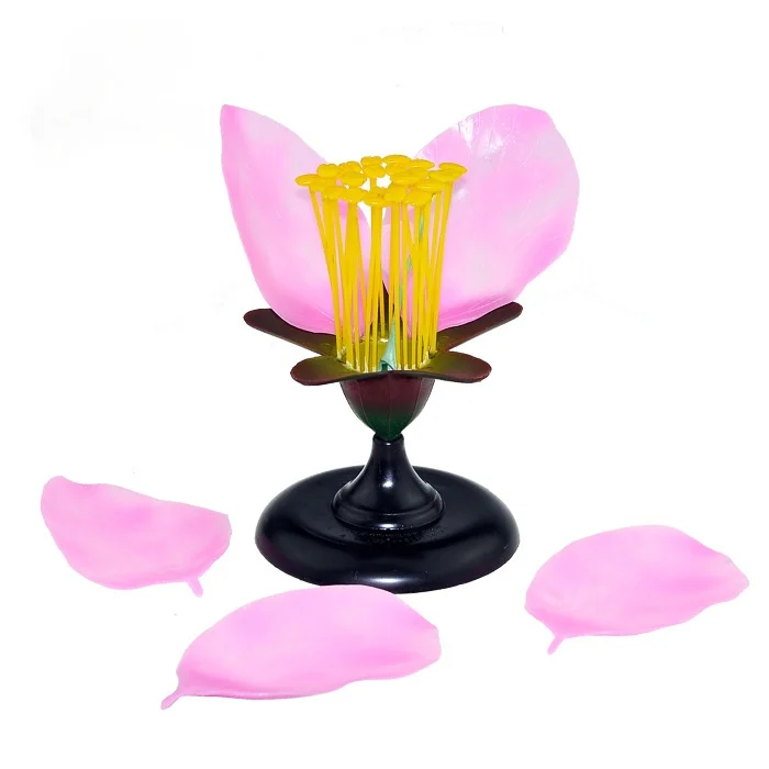 Cena Odpinany Gigantyczny Kwiat Dicot Brzoskwiniowy Kwiat Model Anatomiczny Roślina Model Anatomiczny Biologia Nauczanie Sprzęt Eksperymentalny