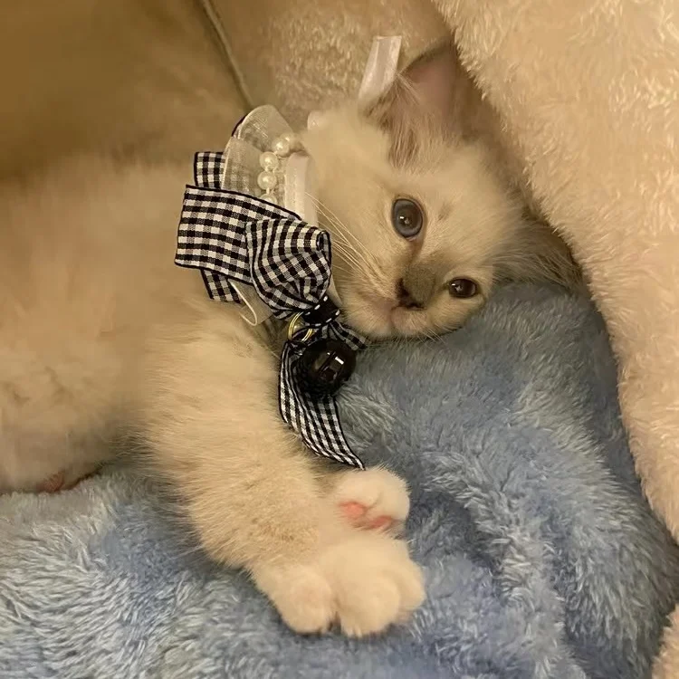 Кружевной нагрудник с бантом и жемчужинами для кошек собаки женский котят милый