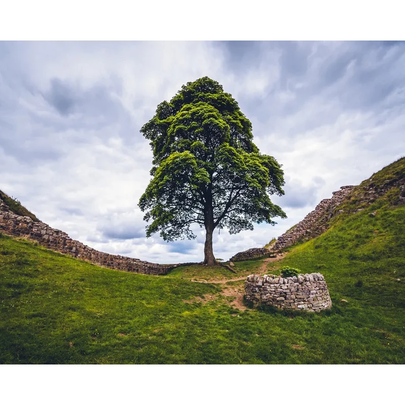 

DIY Painting By Numbers Landscape Kit Oil Picture By Numbers Tree 40x50cm Wall Art Canvas Painting Home Decoration Gift