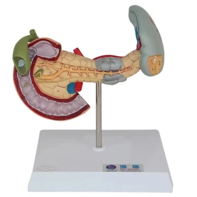 Spleen and pancreas Duodenum pathology model free shipping